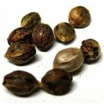 Семена марихуаны АК-47  (Seeds AK-47) в Афипском
